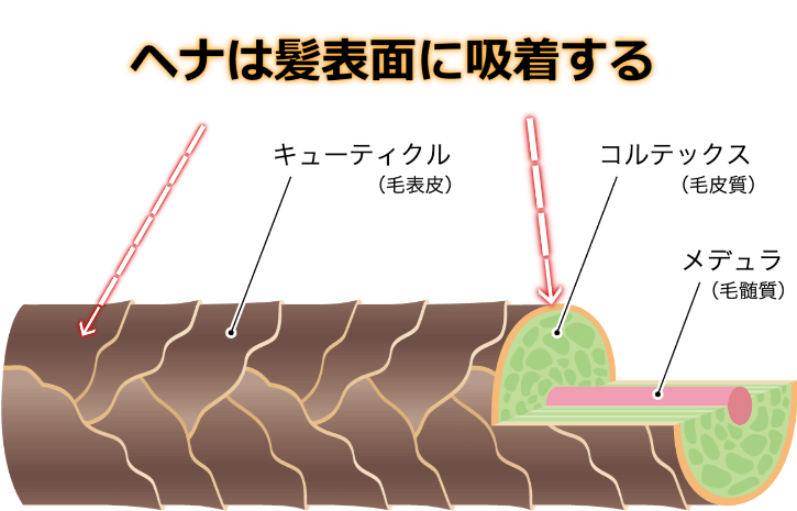 ヘナが傷まなく、美髪になる理由　ＧＯＮ美容室