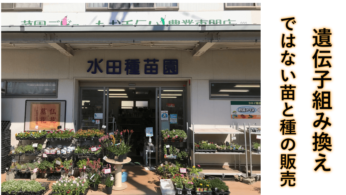 遺伝子組み換えではない苗と種の販売　水田種苗園