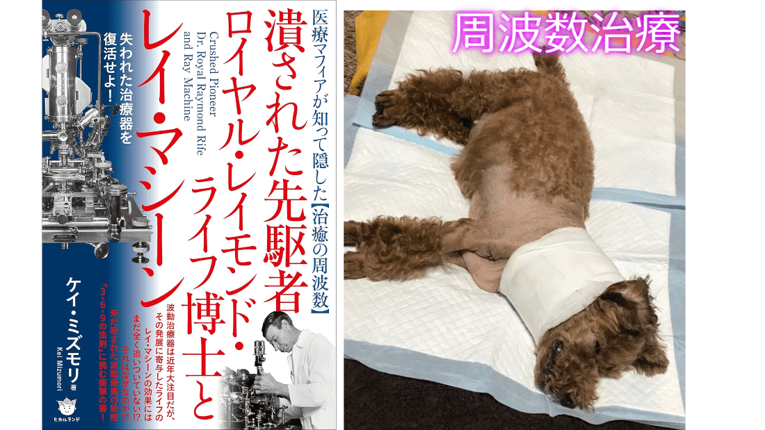 周波数治療で犬を治療