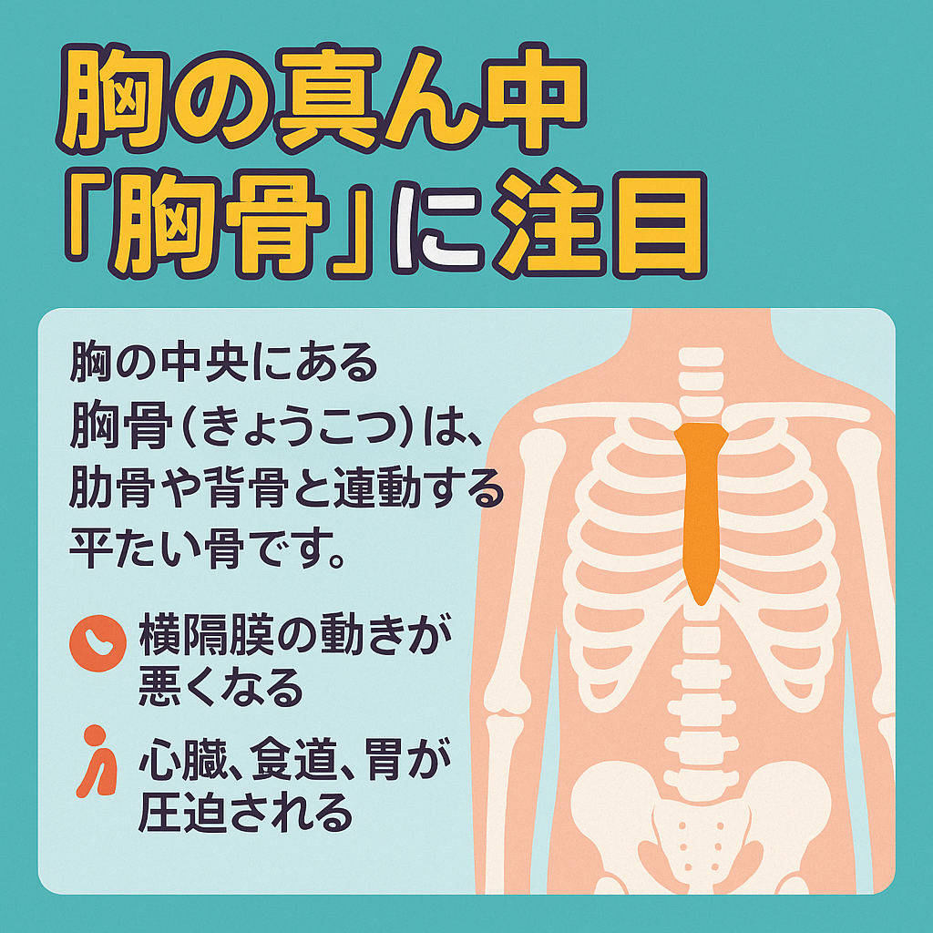 胸骨のケアで胃腸を改善